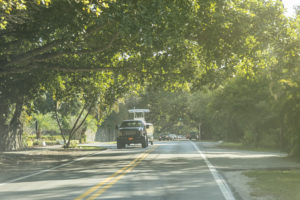 Street Through The Woods